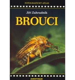 Brouci