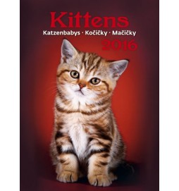 Kalendář nástěnný 2016 - Kočičky - Kittens