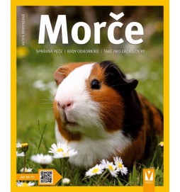 Morče - Jak na to