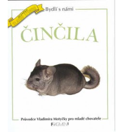 Činčila